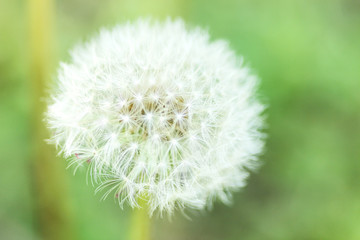 Fototapeta premium 綿毛 たんぽぽ