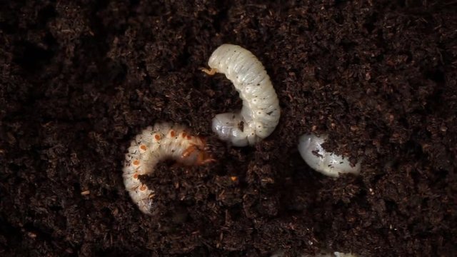 image of rhinoceros beetle larva on the ground .