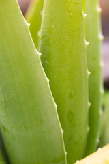 Aloe vera plant with water drop