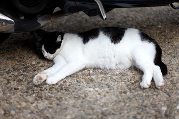 Black and white cat lying on the ground.