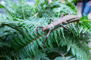 Stick Bug