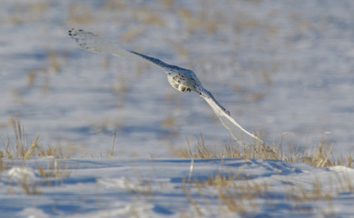snowy owl flying