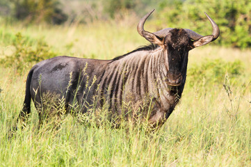 Blue Wildebeest