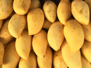 Raw fresh yellow mango organic food background