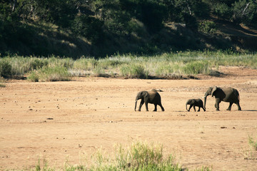Elephant Landscape