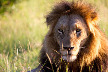 Male Lion