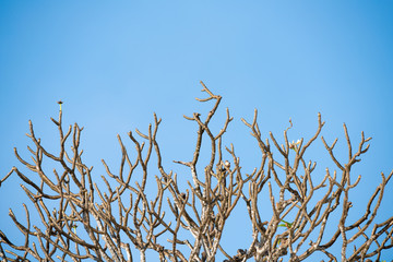 The trees are deciduous