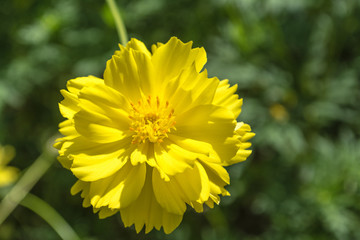Cosmos species of Cosmos is considered a half-hardy annual, although plants may re-appear via self-sowing for several years.  © Thanaphon