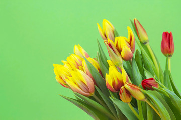 bouquet of tulips