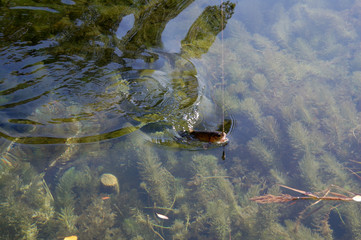 Pesca