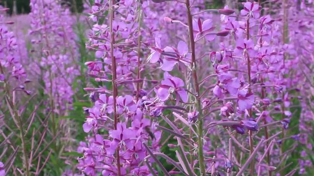 Bees collect nectar and pollen from fireweed.