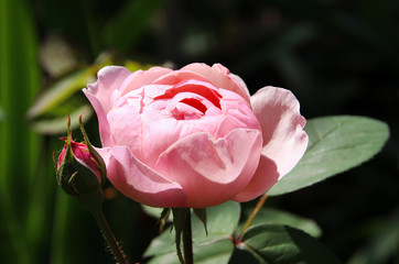 Fototapeta premium Romantic pink rose 