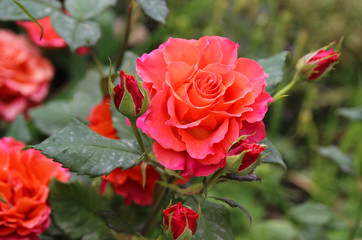 Bright orange rose in a summer garden.