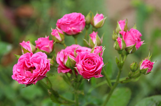Bright pink roses in the summer garden.

