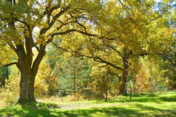 Fototapeta premium krajobraz, przyroda, bagno, rzeka, jezioro, jesień, las, łódź, piękno, pozytywność, pora roku