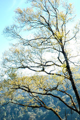 trees and clear sky in the forest