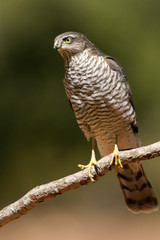 Young female of Eurasian sparrowhawk. Accipiter nisus