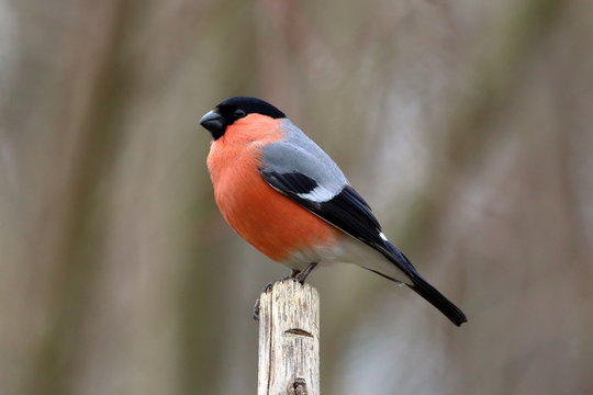 Gimpel Dompfaff 