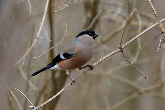 Gimpel Dompfaff 