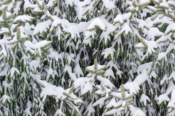 Background of branches of spruce covered with snow