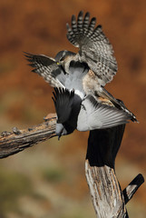 Adult  female of Eurasian sparrowhawk hunting a dove . Accipiter nisus