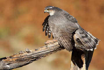 Adult  female of Eurasian sparrowhawk hunting a dove . 
