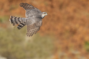 Adult  female of Eurasian sparrowhawk flying . Accipiter nisus