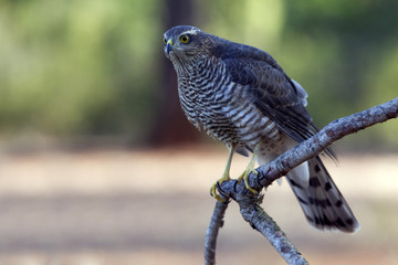 Young female of Eurasian sparrowhawk. Accipiter nisus