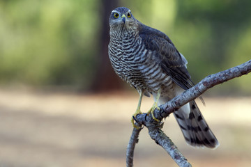 Young female of Eurasian sparrowhawk. Accipiter nisus