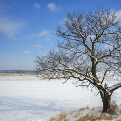 Kirschbaum in winterlicher Landschaft im Burgenland
