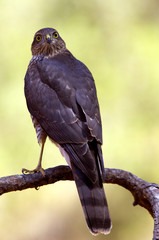 Young female of Eurasian sparrowhawk. Accipiter nisus