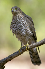 Young female of Eurasian sparrowhawk. Accipiter nisus