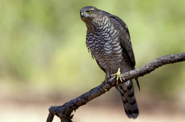 Young female of Eurasian sparrowhawk. Accipiter nisus