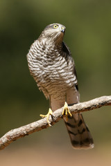 Young female of Eurasian sparrowhawk. Accipiter nisus
