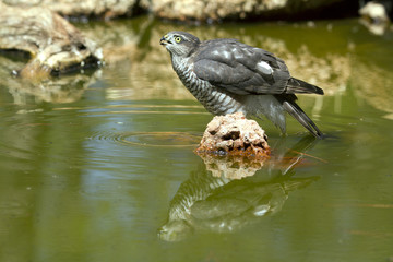 Young male of Eurasian sparrowhawk drinking and bathing in a water hole in summer. Accipiter nisus