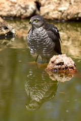 Young male of Eurasian sparrowhawk drinking and bathing in a water hole in summer. Accipiter nisus
