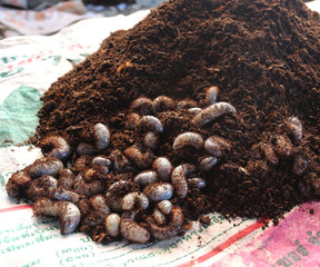  Worm dynastinae