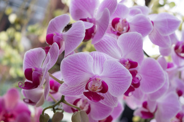  orchid flowers, background,Close up Beautiful orchid .