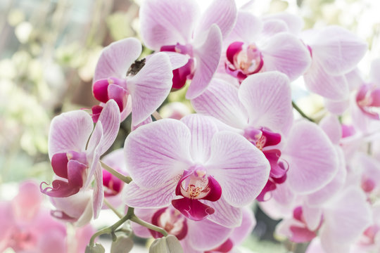  orchid flowers, background,Close up Beautiful orchid .