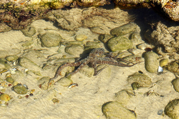 Octopus in a shallow rock pool pool
