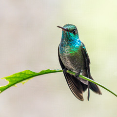 blue and green hummingbird