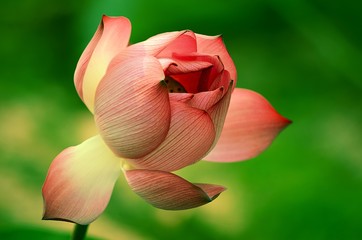 the blooming lotus flowers and its leaf backgrounds