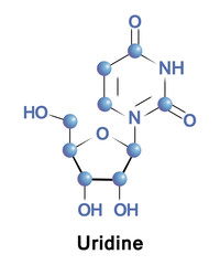 Uridine is a glycosylated pyrimidine-analog containing uracil attached to a ribose ring via N1-glycosidic bond. It is one of the five standard nucleosides which make up nucleic acids