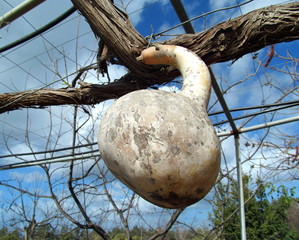 Dried Gourd Hanging in the Sun