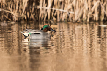 Common Teal, Teal, Anas crecca