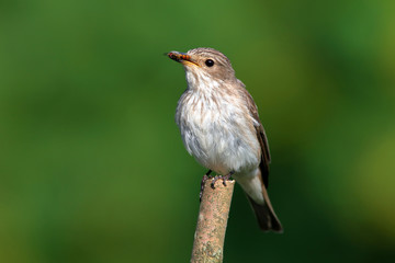 Fototapeta premium Grauschnäpper
