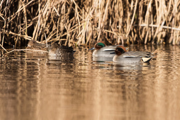 Common Teal, Teal, Anas crecca