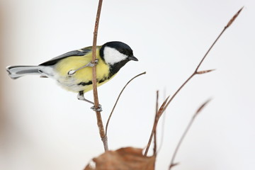 Obraz premium Parus major, Blue tit . Winter landscape, titmouse sitting on a twig. Snow in the background. Europe, country Slovakia.