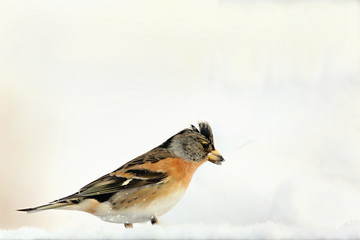 BrFringilla montifringilla, brambling . Winter country. Brambling walking on snow. In the background the snow. Europe Country Slovakia.