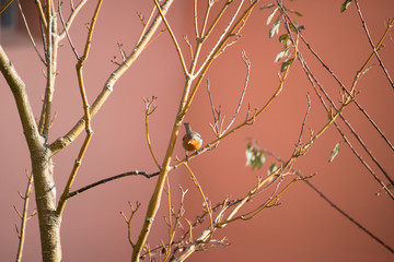 Uccellino in inverno